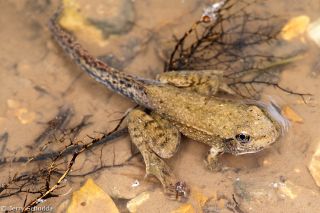 Southern Leopard Frog 