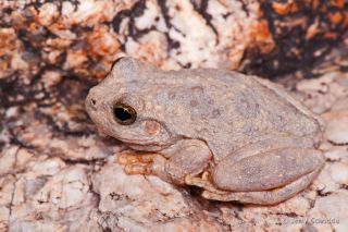 Canyon Tree Frog