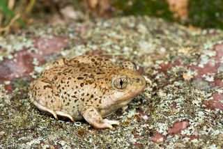 Mexican Spadefoot