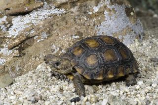 Morafka's Desert Tortoise