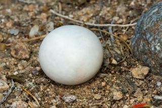 Agassiz's Desert Tortoise