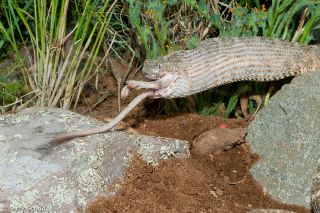 Tiger Rattlesnake