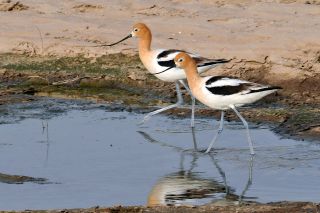 American Avocet