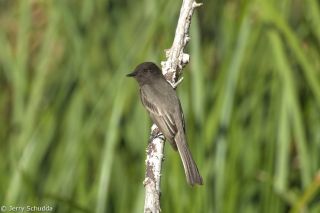 Black Phoebe