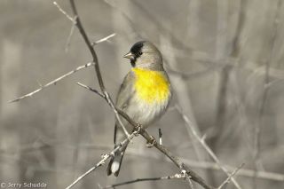 Lawrence's Goldfinch