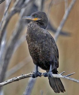 Neotropic Cormorant