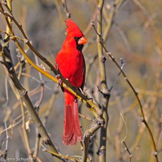 Northern Cardinal