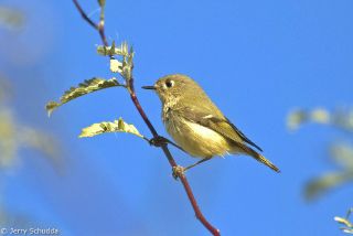 Ruby-crowned Kinglet