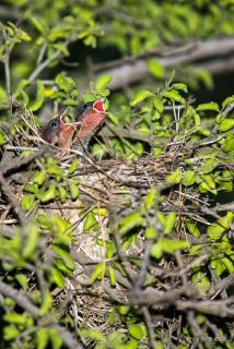 Rufous-winged Sparrow