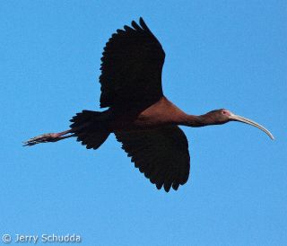 White-faced Ibis