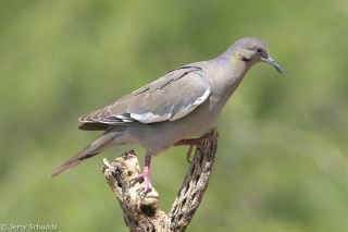 White-winged Dove
