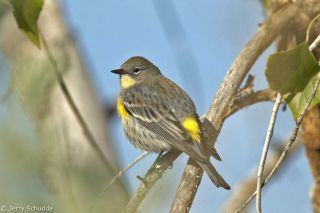 Yellow-rumped Warbler