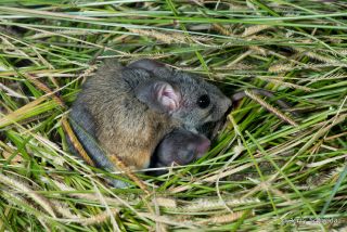 Cactus Mouse