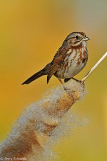 Song Sparrow