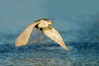 Black-crowned Night Heron