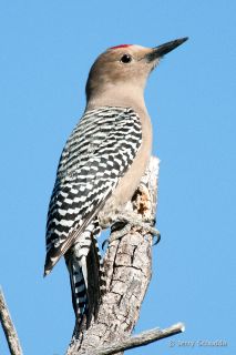Gila Woodpecker