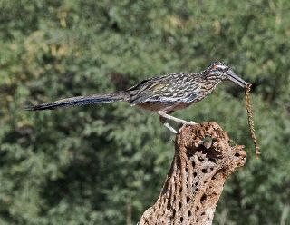 Roadrunner vs. Giant Desert Centipede1