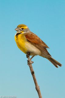 Dickcissel