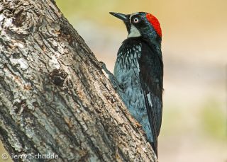 Acorn Woodpecker