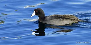 American Coot