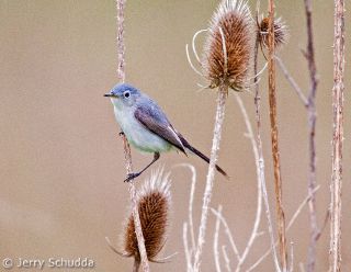 Blue-gray Gnatcatcher