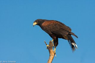 Harris' Hawk