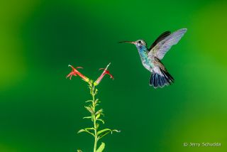 Broad-billed Hummingbird
