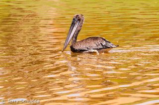Brown Pelican