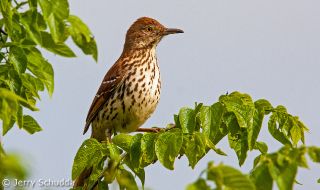 Brown Thrasher