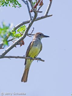 Brown-crested Flycatcher