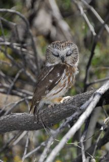 Northern Saw-whet Owl