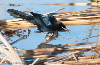 Great Tailed Grackel