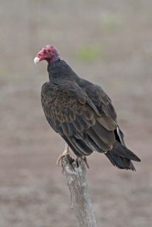 Turkey Vulture 4