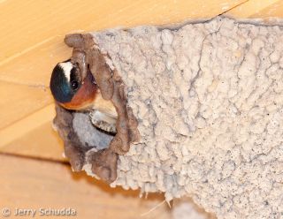 Cliff Swallow