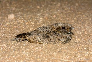Common Poorwill