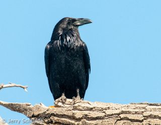 Common Raven