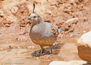 Gambels Quail