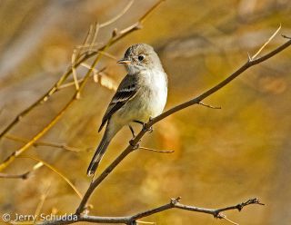 Gray Flycatcher