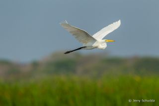 Great Egret