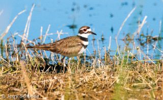 Killdeer