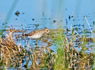Least Sandpiper