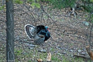 Wild Turkey