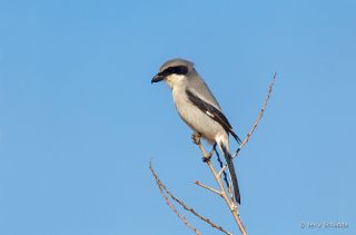 Loggerhead Shrike