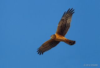 Northern Harrier