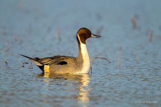 Northern Pintail