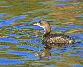 Pied Grebe