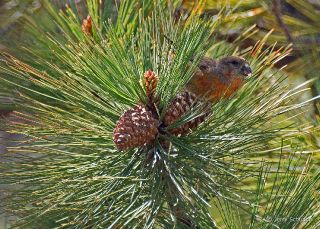 Red Crossbill
