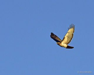 Red-tailed Hawk