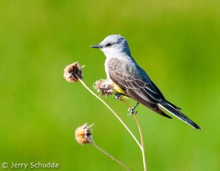 Western Kingbird