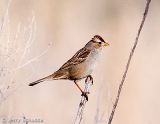 White-crowned Sparrow 